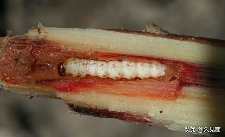 甘蔗蟾蜍入侵澳洲,澳大利亚新入侵物种海蟾蜍