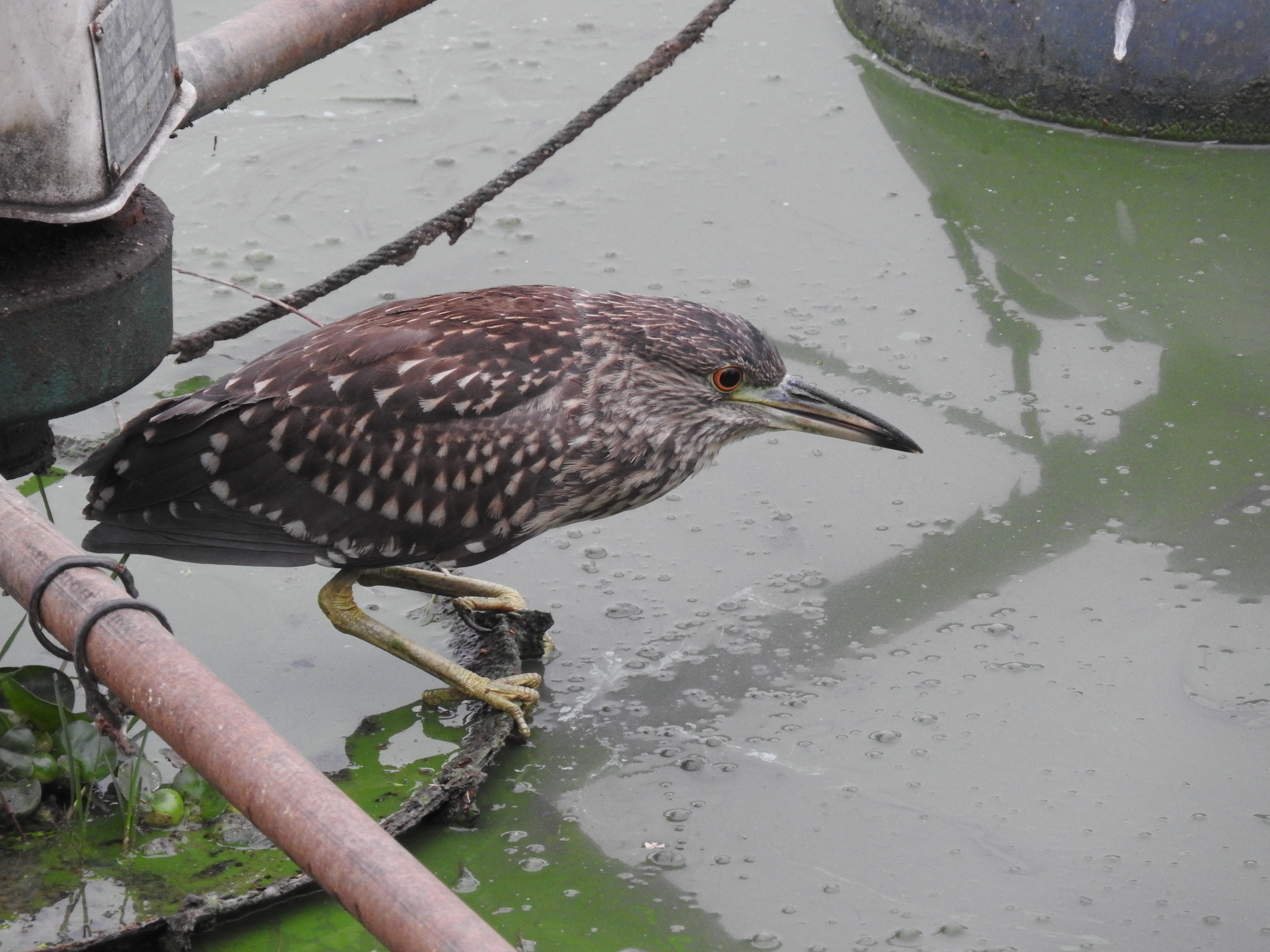浣犵湡鐨勮璇嗘捣楦ュ悧,浣犵湡鐨勮璇嗚崰鑿滃悧