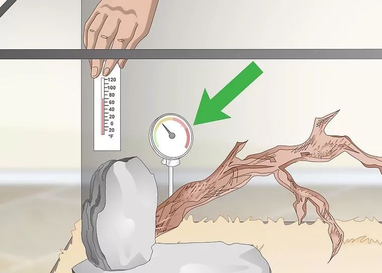 合法饲养宠物蛇,宠物蛇饲养视频