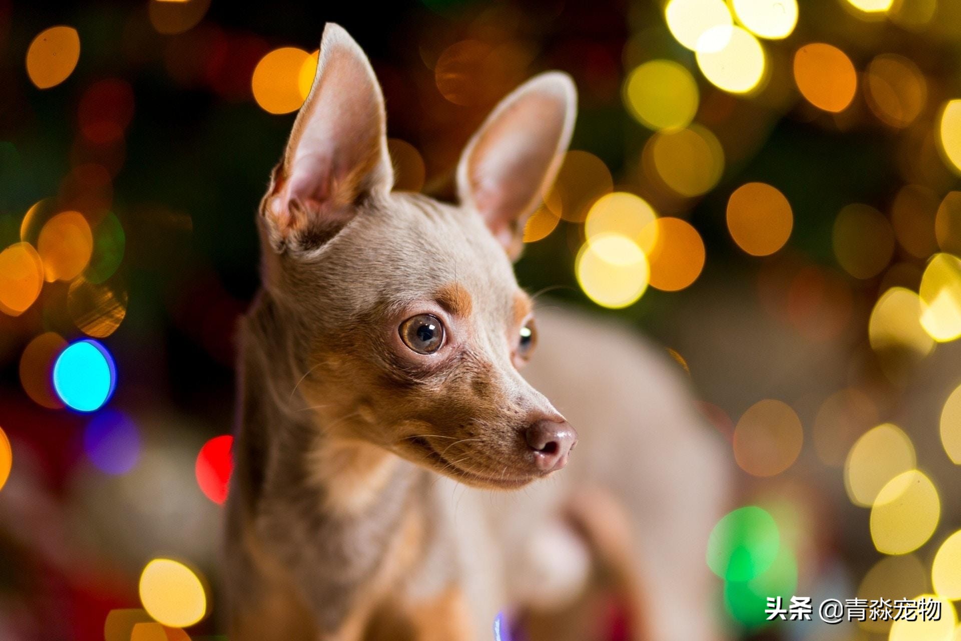 爱犬丢失找回最佳方法,爱犬走失主人怎么找回