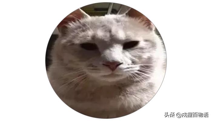 养猫人不能种什么花,养猫人不能干的事情