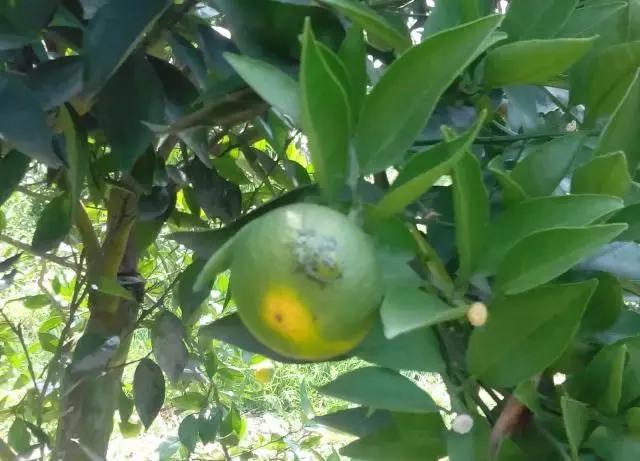 果树大量生虫子怎么办,防止果树生虫子小妙招