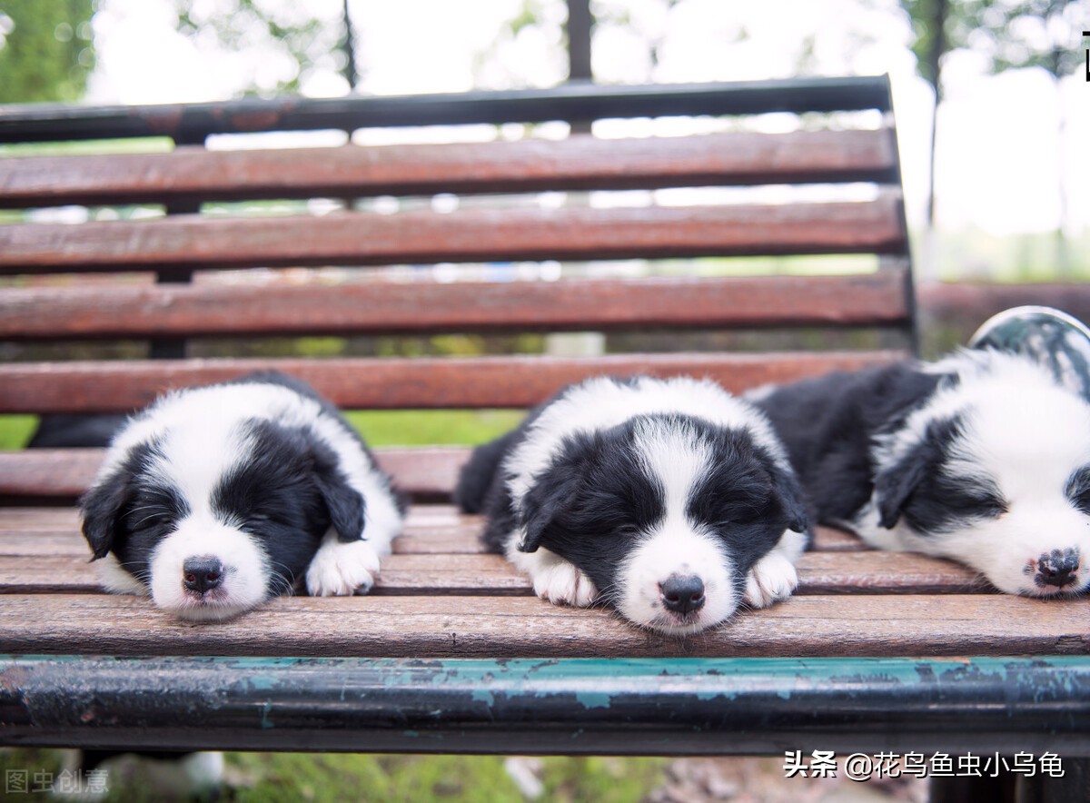 室内适合养什么动物不花力气,萌巢室内动物园有什么动物
