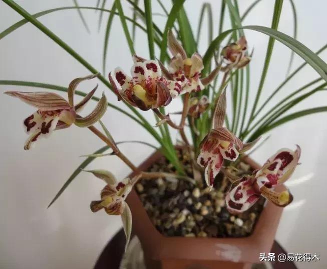 兰花春兰四大名品,兰花十大名品是哪些