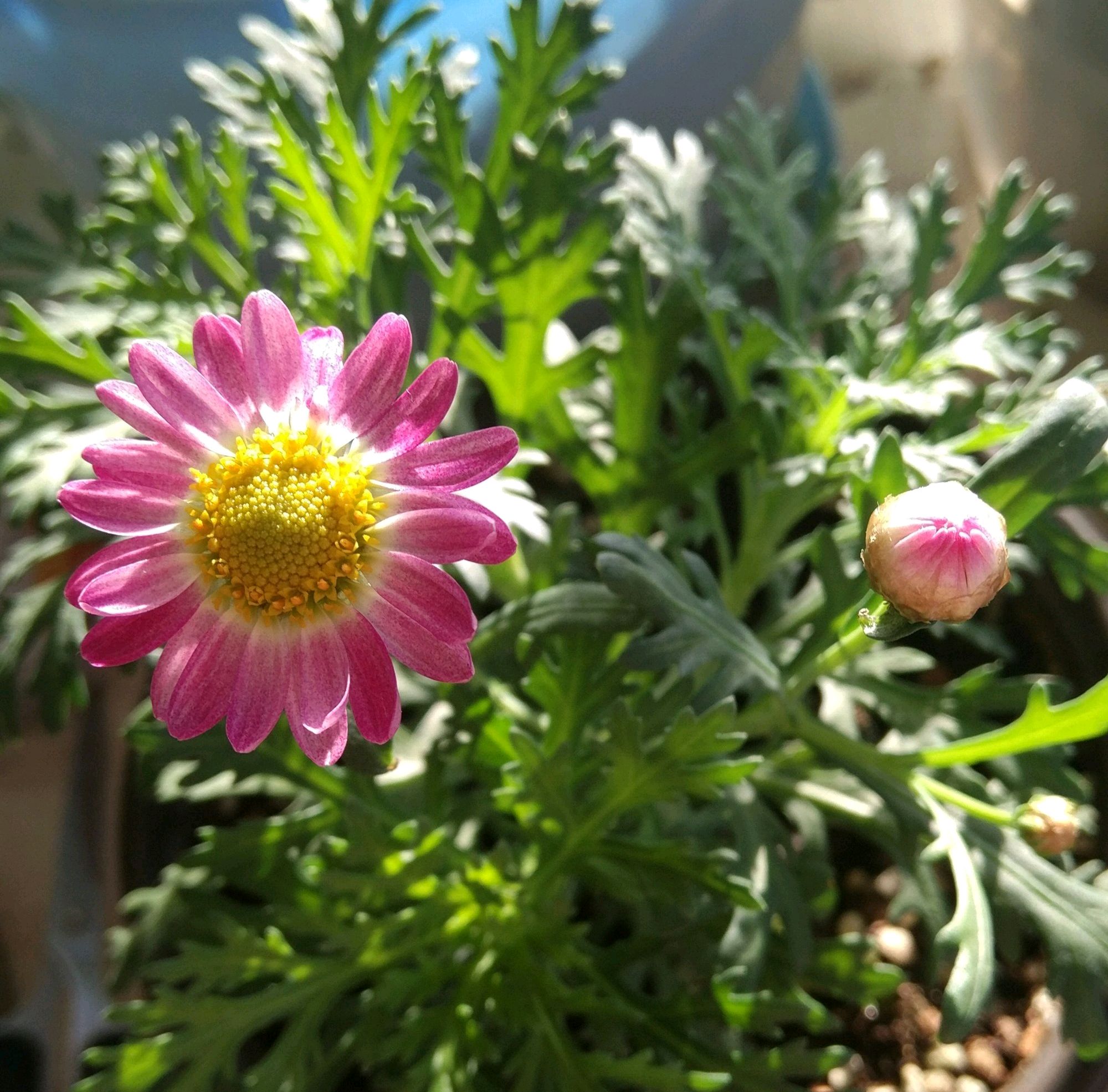 带花苞的菊花移栽后蔫了怎么办,玛格丽特小菊花养殖技巧