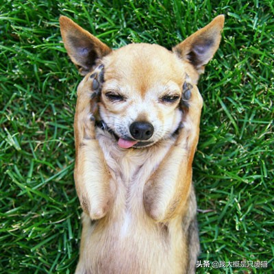 养狗人怎么防止狗狗咬人,狗狗咬人怎么说让狗狗不咬人呢