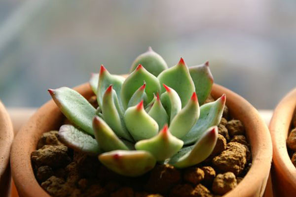 多肉吉娃娃如何判断该浇水,吉娃娃多肉多久浇一次水合适