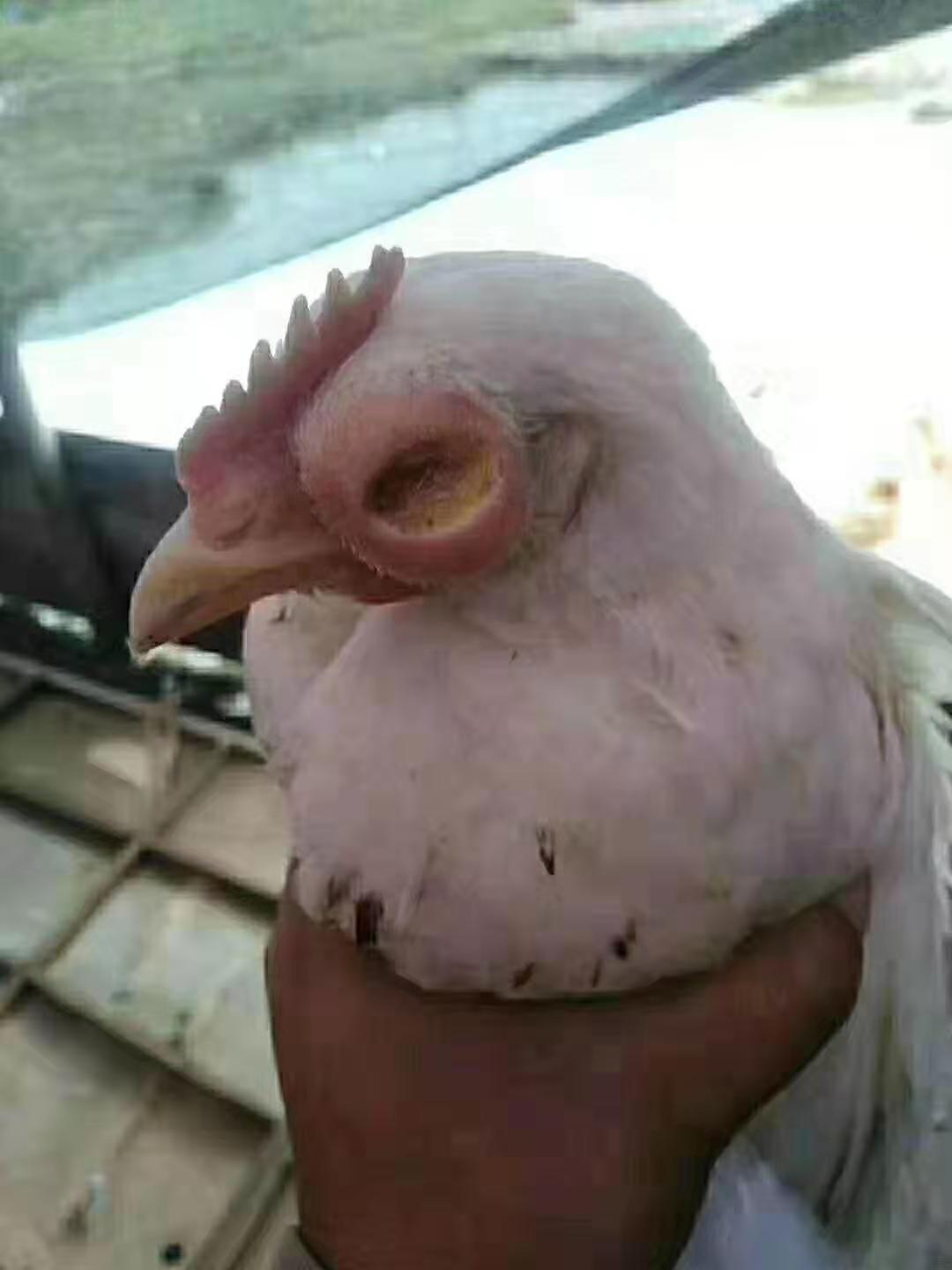 鸡眼睛肿是什么病喂什么药,大鸡眼睛睁不开还发肿怎么回事