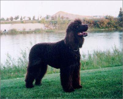 世界上一百种狗的图片,世界十种名贵狗