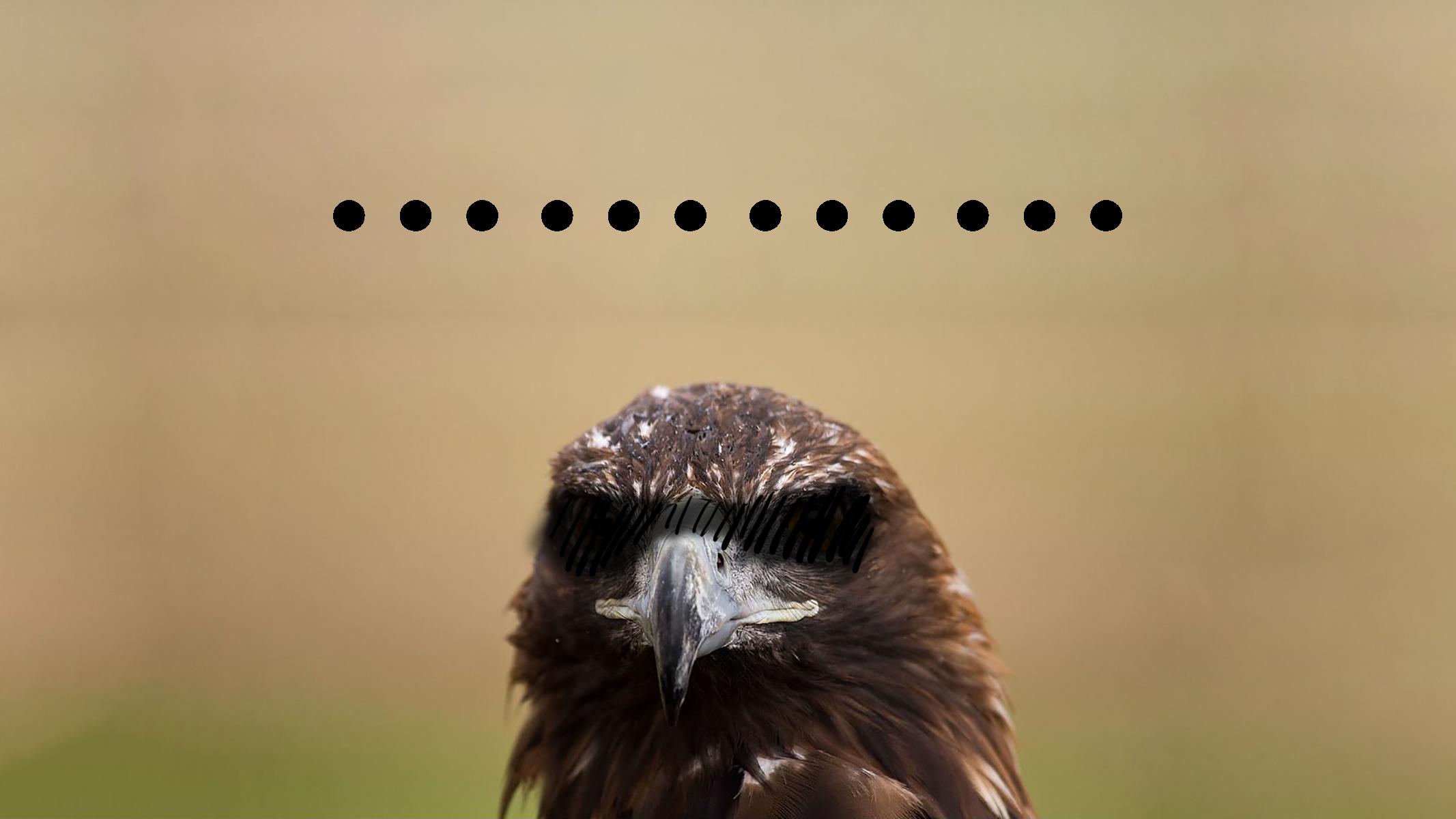 人的眼睛在动物界的水平,人的视力在动物界排名