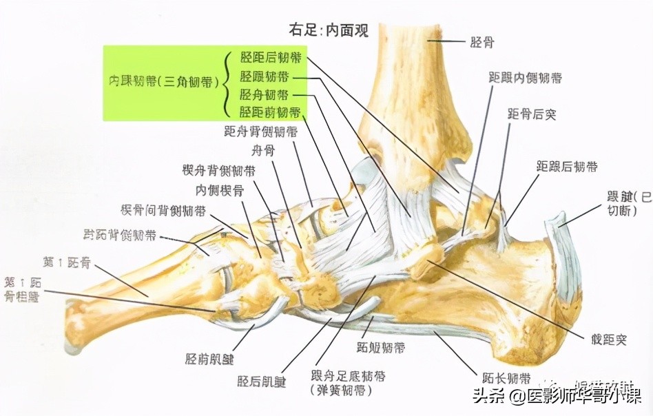 踝关节解剖视频课,解剖学韧带分布图