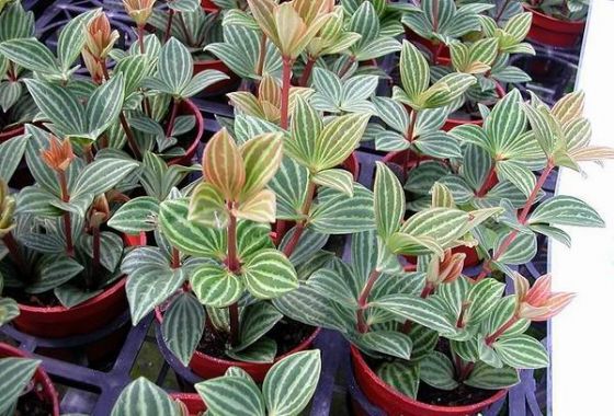 人养花花,人养花花养人哪些花养人