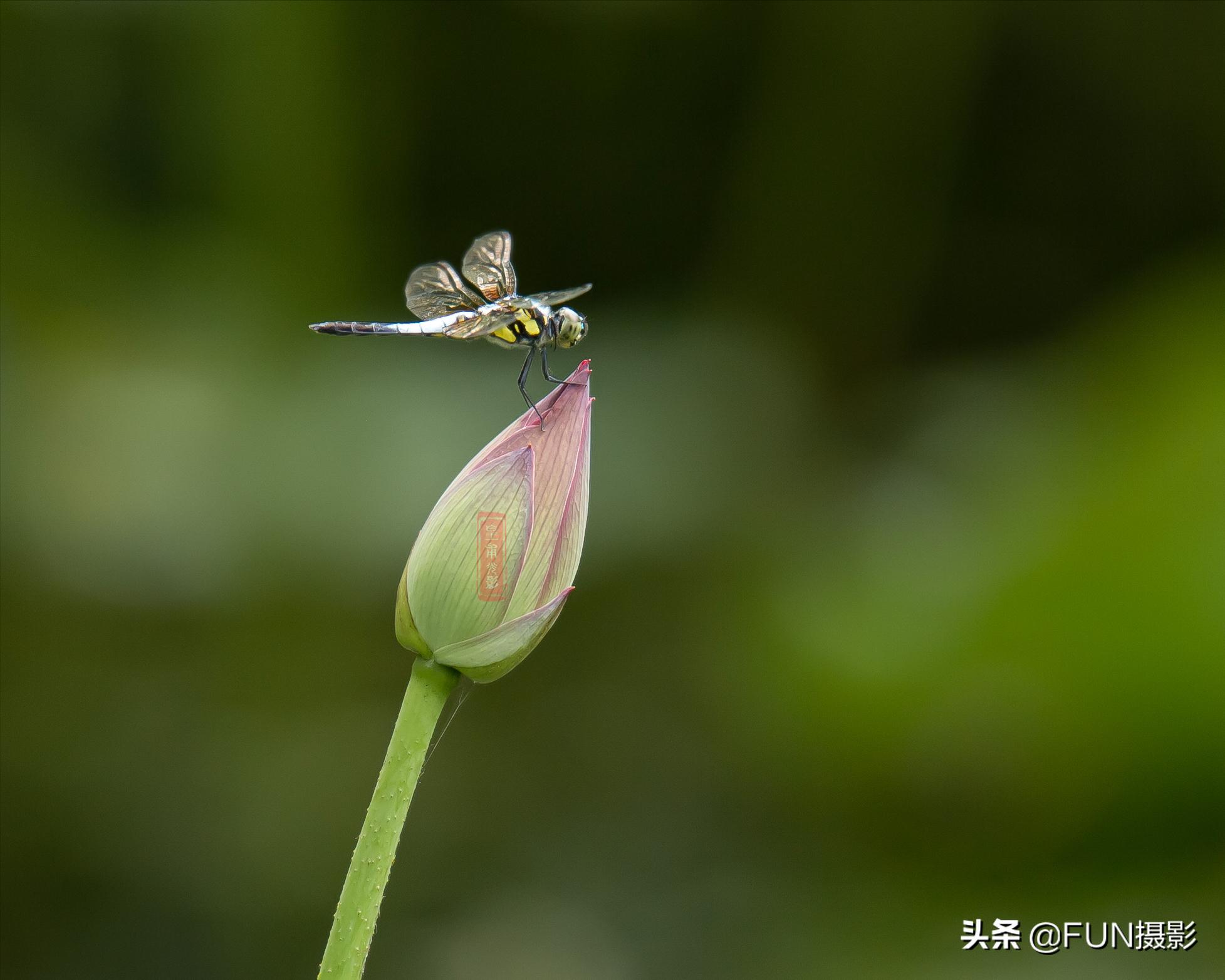 拍的照片太模糊看不清怎么办,对焦前模糊后清晰的照片怎么拍