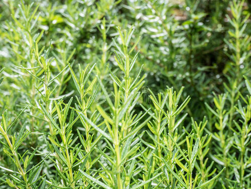 美白产品伤肾的危害,长期使用美白产品会导致肾衰竭吗