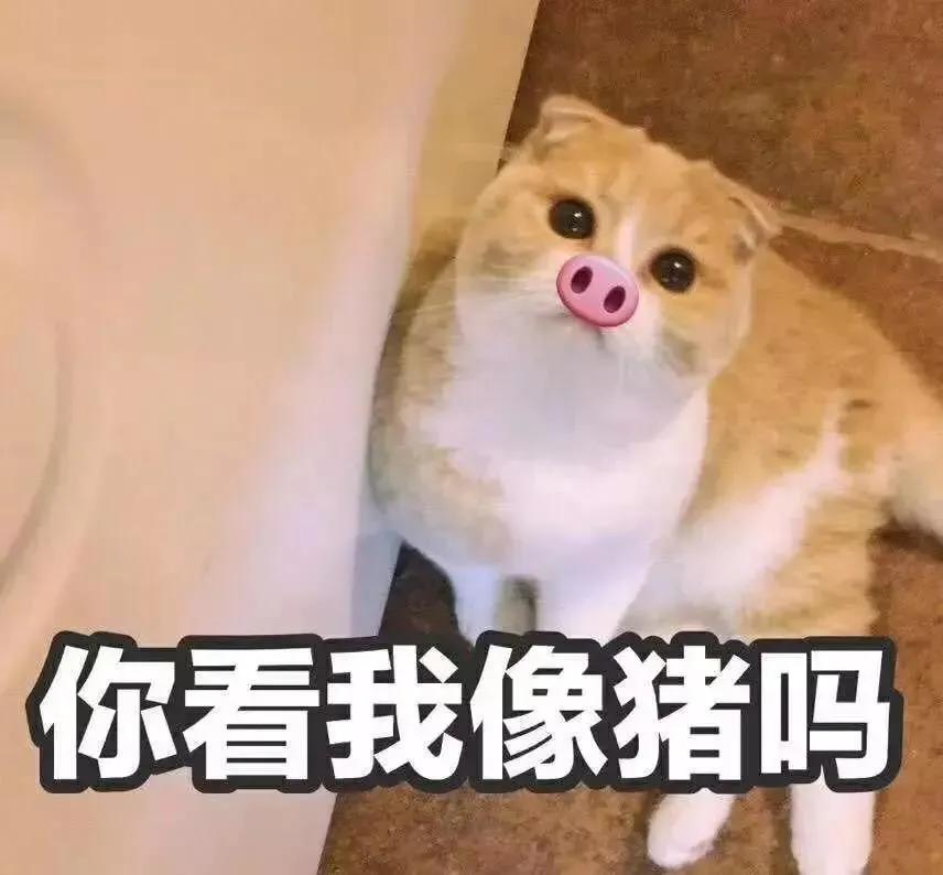 猫咪尿血怎么治疗好得快,猫咪尿血有什么方法可以治吗