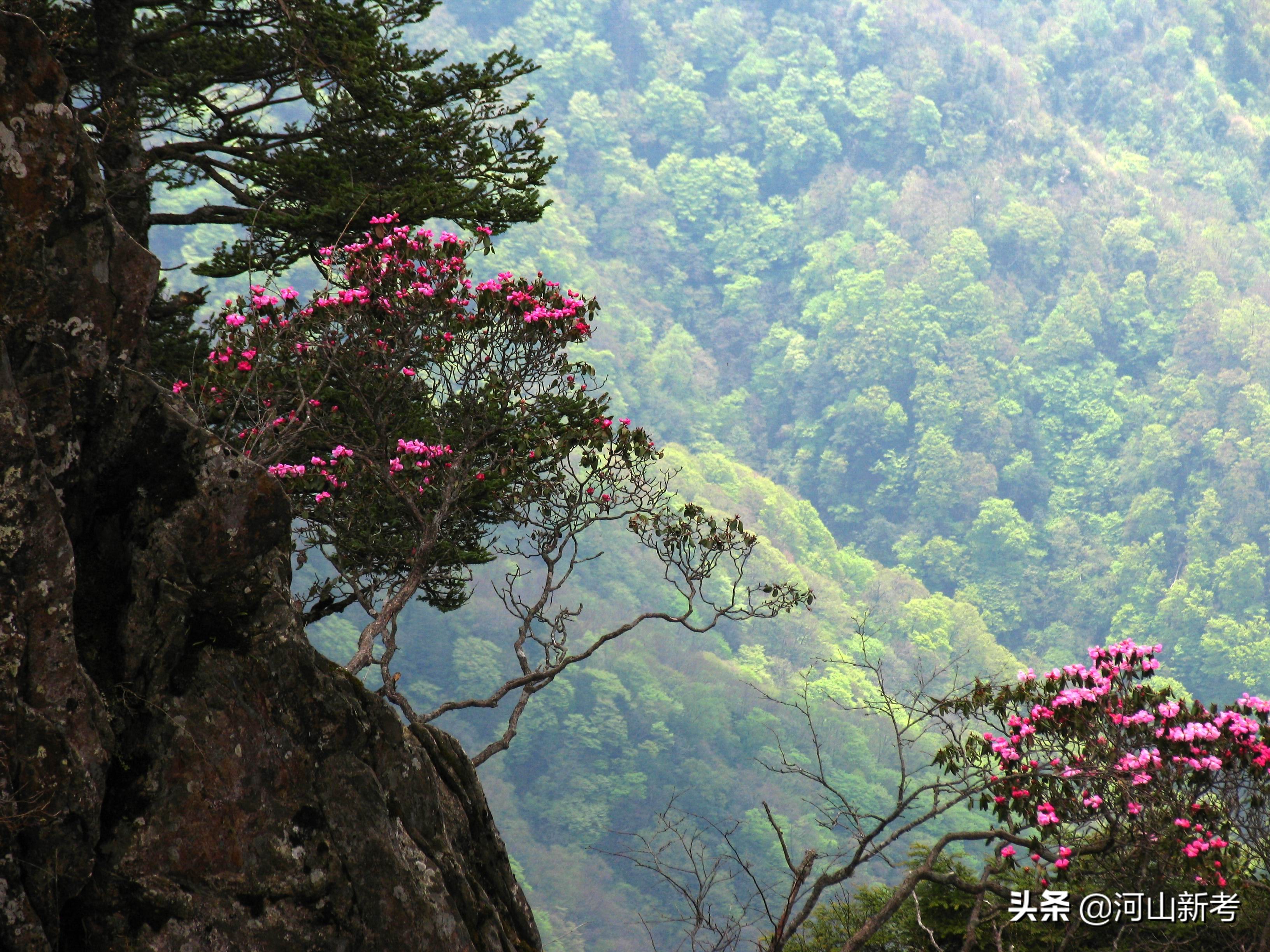 寻找野人的张金星现在如何,张金星神农架野人