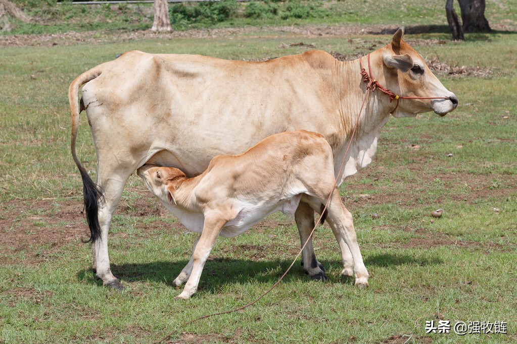 母牛乳房炎乳房水肿怎么办,母牛乳房肿胀没有奶水怎么回事