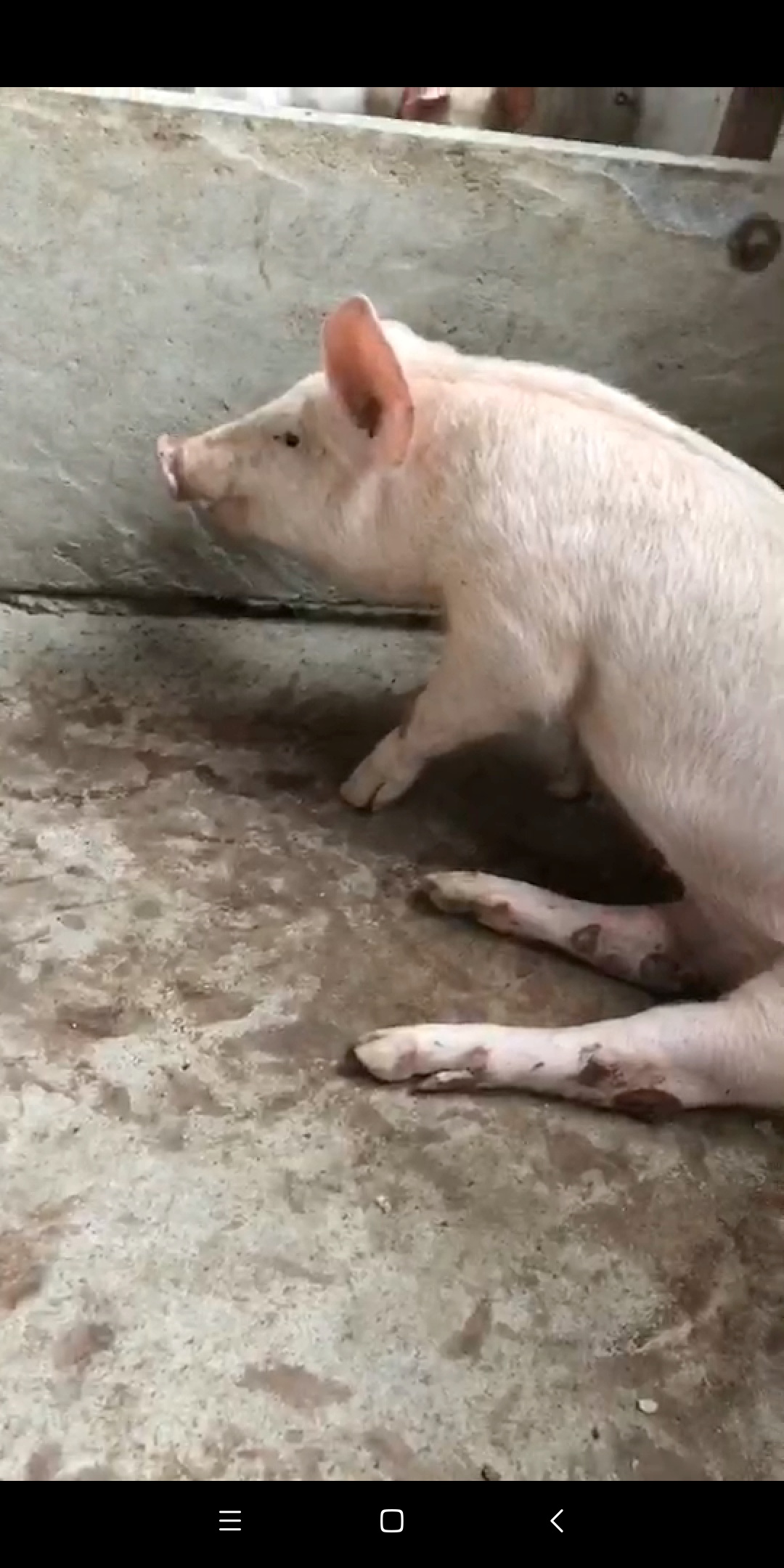 猪瘫痪是什么原因引起的,维丁胶性钙对猪瘫痪有效吗