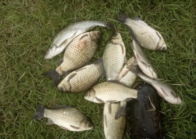 蚯蚓红虫钓鲫鱼的正确方法与技巧,蚯蚓红虫商品饵哪个钓鲫鱼好