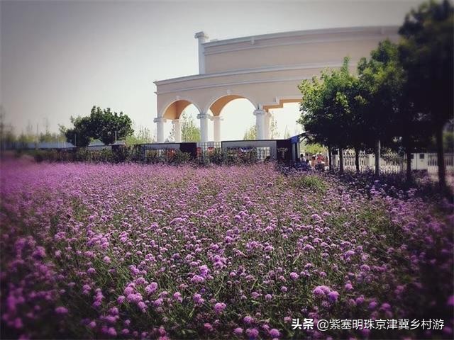 天津紫云水岸香草园在哪,天津市蓟州区紫云水岸草园