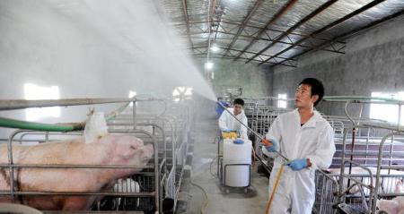 猪场带猪消毒=自残自害？消毒剂的正确使用，你都知道吗？
