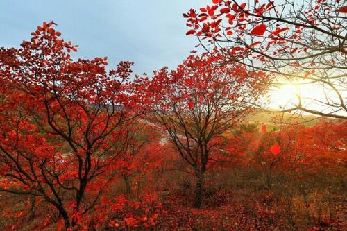 投桃报李是表达知恩图报的意思吗,中国古代知恩图报的经典故事