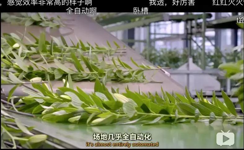 世界第一鲜花市场视频,bbc探秘墨西哥毒品战争