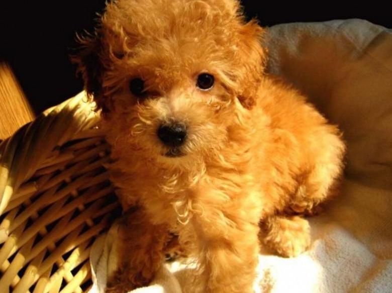 怎样挑选好的泰迪犬,挑选泰迪犬的小技巧有哪些