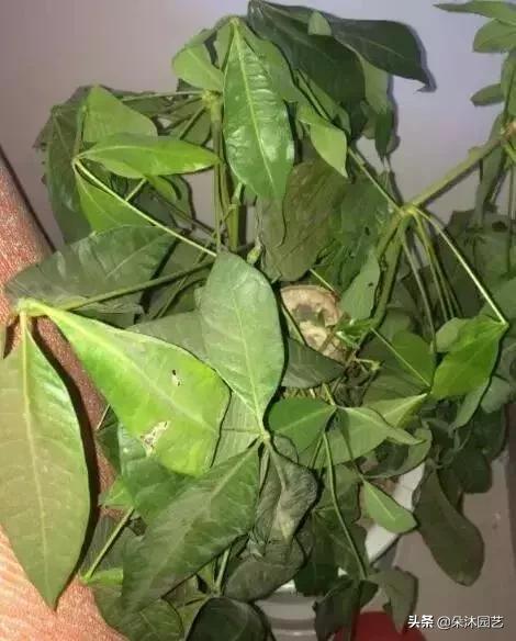 家中植物被冻伤了怎么办,家里植物被冻了怎么办