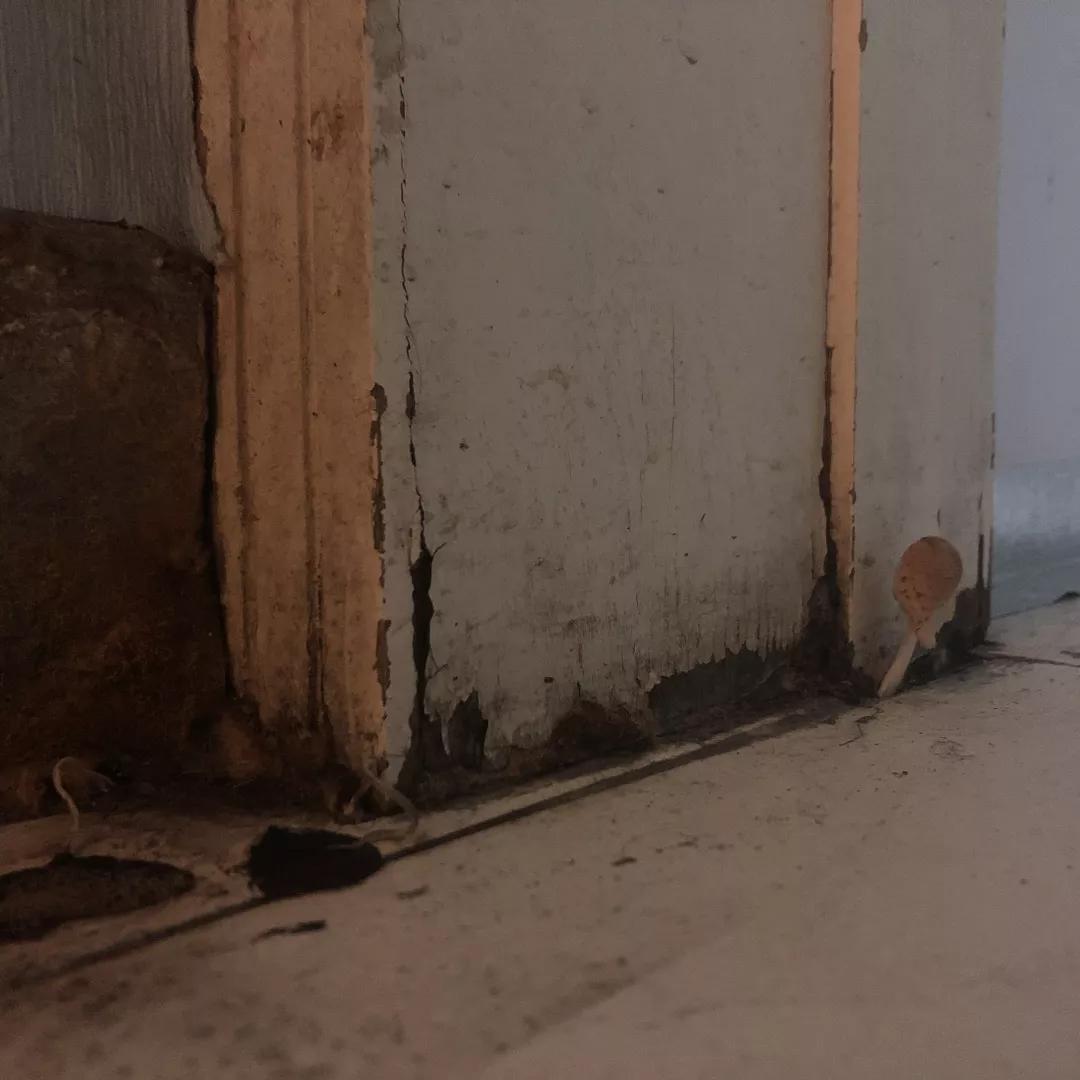 拖把上长蘑菇是什么预兆,拖把上长的蘑菇能吃吗