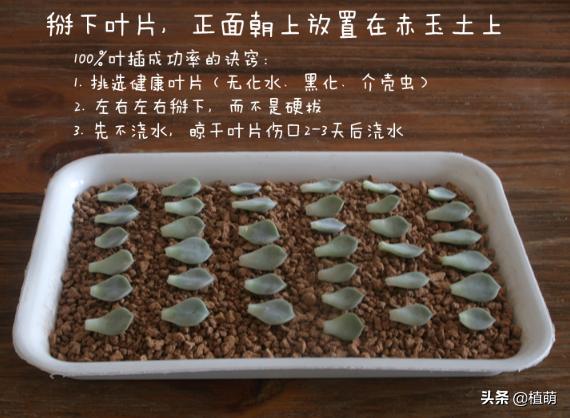 白牡丹叶插苗有多好养,白牡丹徒长修剪