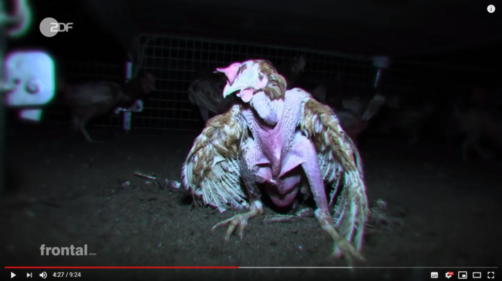 市场上的有机鸡蛋是真还是假,德国记者采访视频