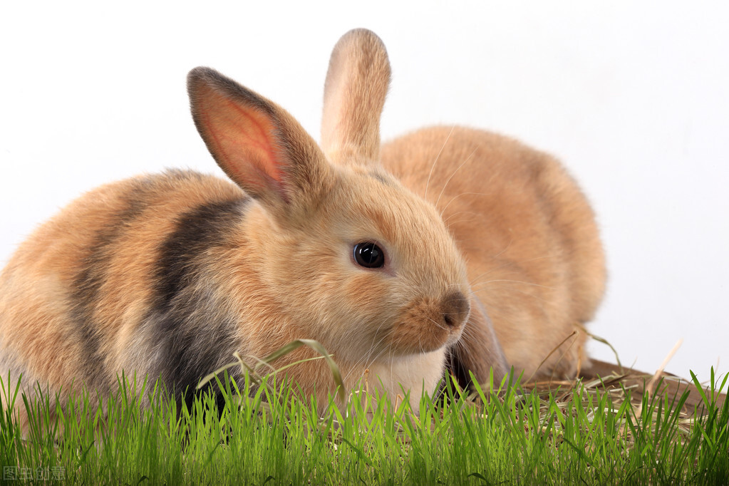 兔子拉屎为什么是一粒一粒,兔子拉屎的问题怎么解决