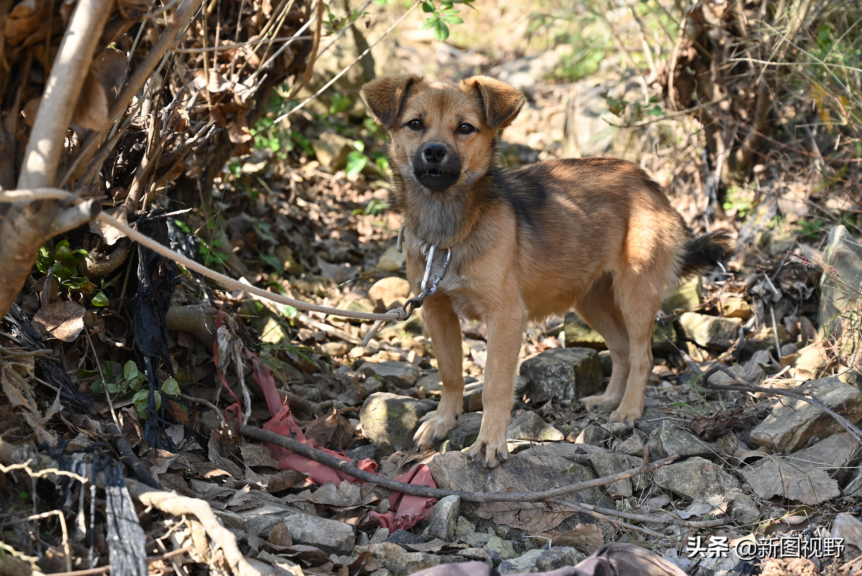 70岁老人养100条流浪狗,80岁老人独居深山养了两只鸟作伴