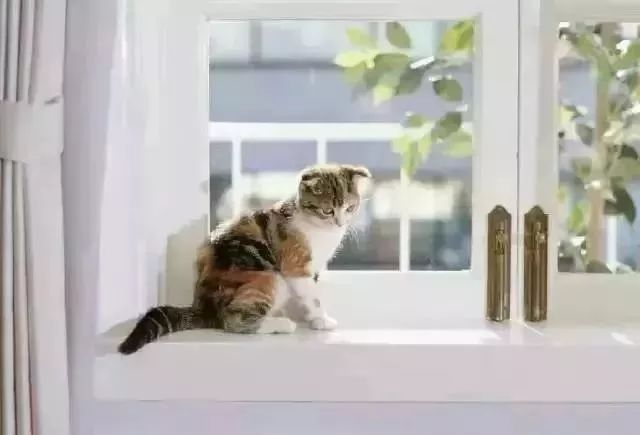 董卿十年全文,董卿阅读分享