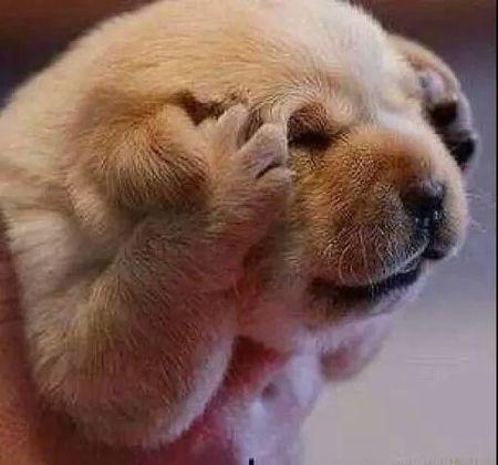 狗狗寄生虫拉肚子,驱虫药导致狗狗腹泻怎么办