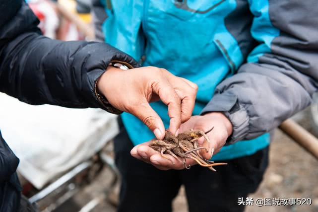 “疯狂”虫草一根卖到30元，中国最大虫草地，5月开挖孩子放假