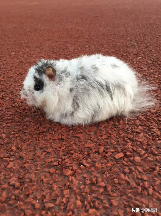 仓鼠怀孕注意事项和禁忌,仓鼠怀孕后一定要分开养吗