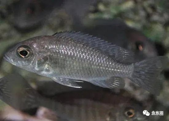 三湖慈鲷马鲷孔雀珍珠系能长多大,三湖慈鲷之孔雀