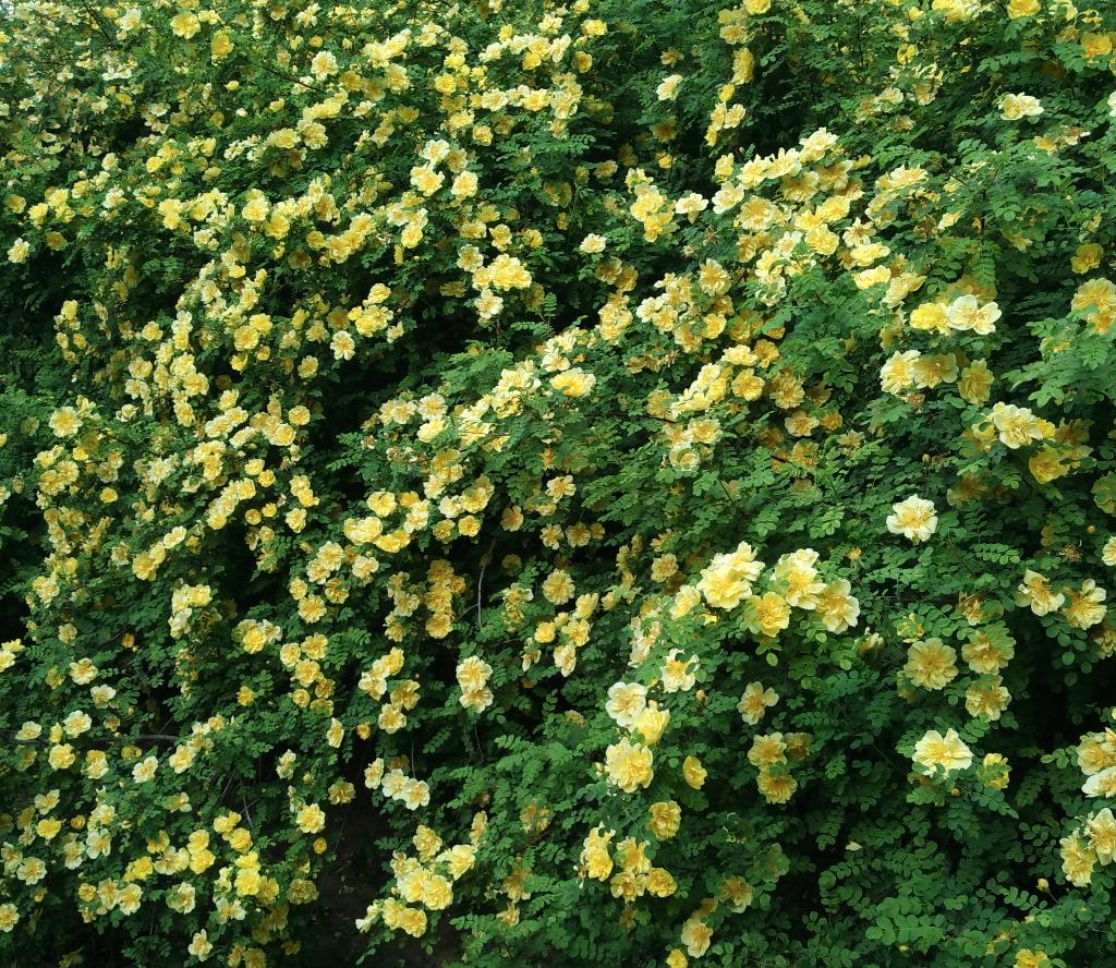 北京朝阳公园,北京四环以里最大的公园,有多种游乐项目