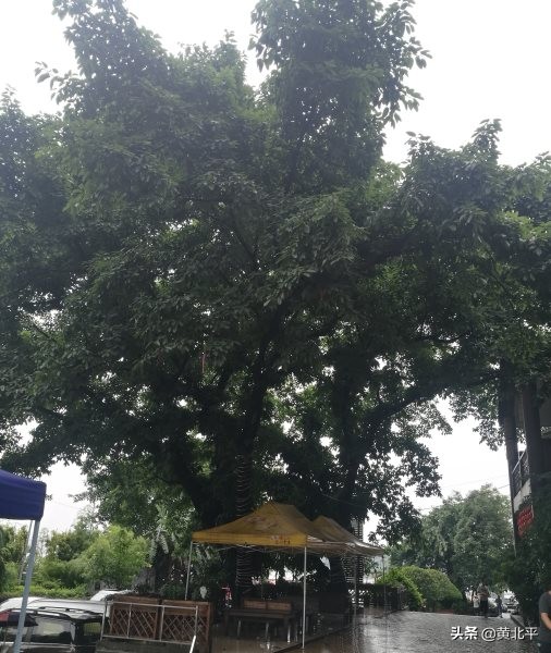 巴南区龙洲大道鱼洞老街,重庆巴南区鱼洞老街味道