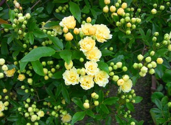 国内一种花，开花时比香水香，花期长名叫木香花