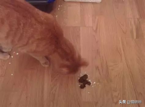 猫咪乱拉如何解决,猫咪乱拉处理方法