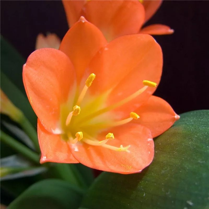 2019真实鲜花图片,2023鲜花爆款图文