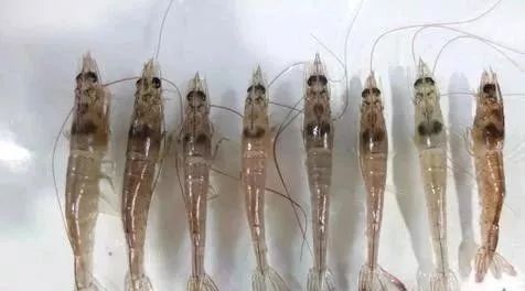 南美白对虾红体游塘怎么处理,南美白对虾发病怎样处理