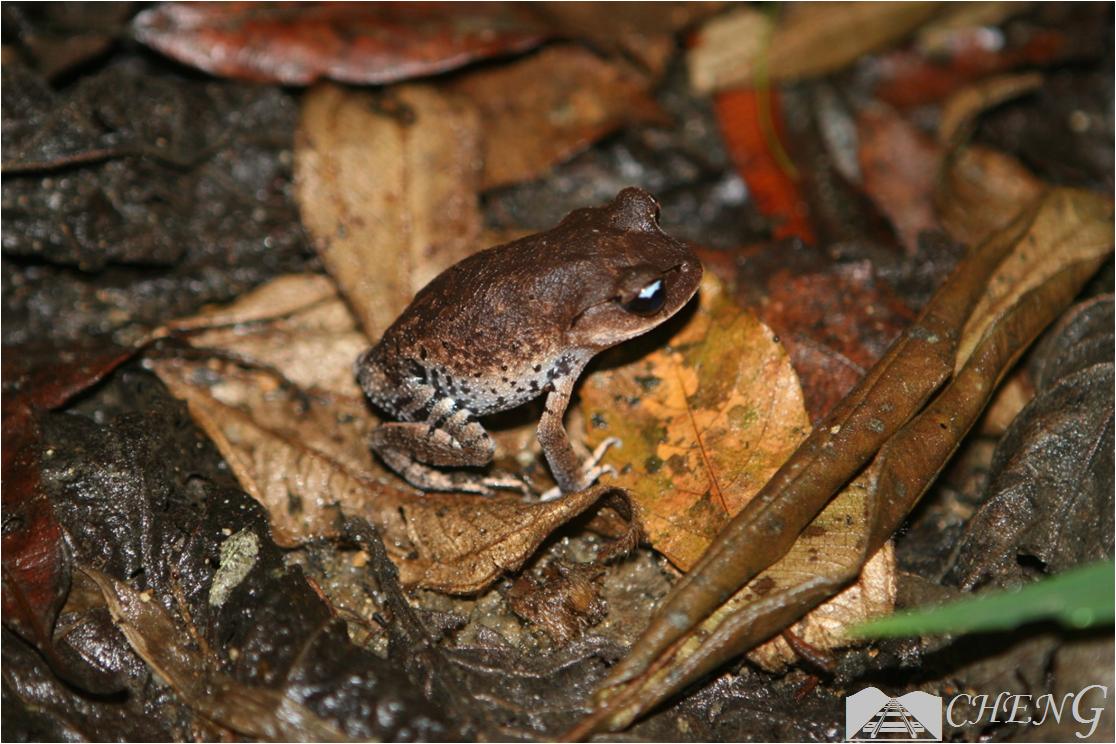 青蛙和癞蛤蟆哪一个更厉害,分不清蟾蜍和青蛙