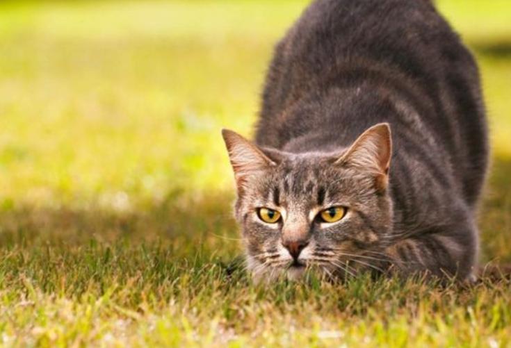 刚到家的小猫咪挠东西怎么办啊,新到家猫咪抓挠床怎么办