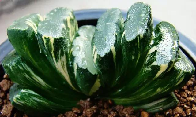 十大天价植物种子,十大顶级名贵植物