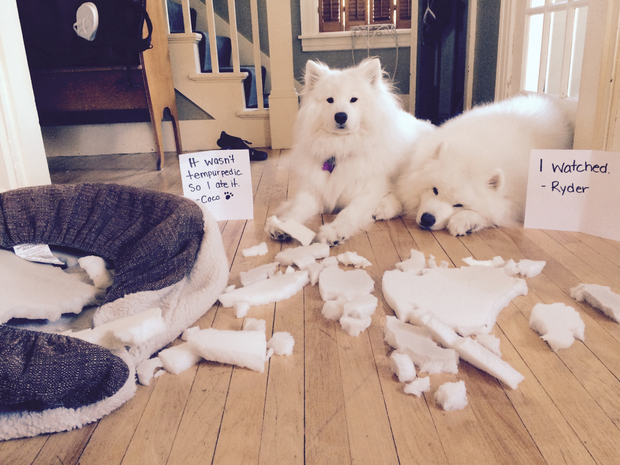 十种可爱狗狗,白色可爱狗狗视频大全超萌