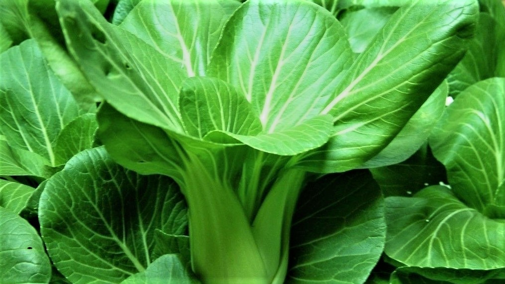 无土栽培还有哪些创意,无土栽培技术能够打造生态家园吗